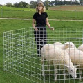 2x2 Galvanized Cattle Welded Wire Mesh Panel